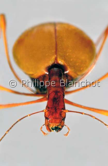 Leptodirus hohenwarti.JPG - in "Portraits d'insectes" ed. SeuilLeptodirus hohenwartiLeiodide round fungus beetlesColeopteraLeiodidaeSlovenie